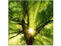 Artland Glasbild Sonne strahlt explosiv durch den Baum, Bäume (1 St), in