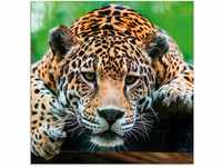 Artland Glasbild Südamerikanischer Jaguar, Wildtiere (1 St)