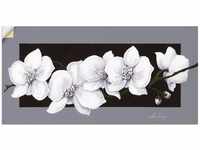 Art-Land Weiße Orchideen auf grau 60x30cm (86862553-0)