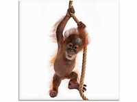 Art-Land Baby Sumatra Orang Utan hängt am Seil 30x30cm (50230345-0)