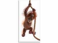 Artland Glasbild Baby Orang Utan hängt am Seil I, Wildtiere (1 St), in...