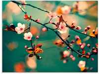 Artland Glasbild Japanische Kirsch Sakura Blumen, Blumen (1 St), in...