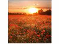 Artland Glasbild Mohnblumenfeld bei Sonnenuntergang, Blumen (1 St), in...