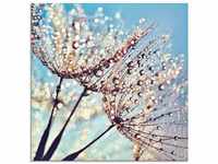 Artland Glasbild Pusteblume Tröpfchenfänger, Blumen (1 St), in verschiedenen