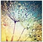 Artland Glasbild Pusteblume Zaubertropfen, Blumen (1 St), in verschiedenen...