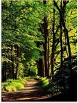 Artland Glasbild Weg im Wald, Wald (1 St), in verschiedenen Gr&ouml;&szlig;en