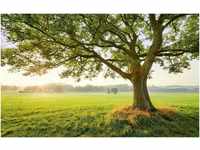 Komar Vliestapete The Magic Tree, (9 St), 450x280 cm (Breite x Höhe),...
