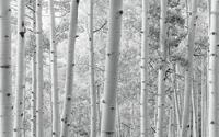 Komar Vliestapete Digitaldruck Vlies - Espenwald - Gr&ouml;&szlig;e 450 x 280 cm, glatt,