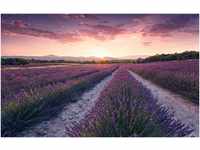 Komar Vliestapete Lavender Dream, (9 St), 450x280 cm (Breite x Höhe),...