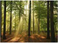 Papermoon Fototapete Forest in the Morning, glatt