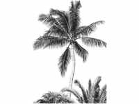 Komar Vliestapete Retro Palm, 200x280 cm (Breite x Höhe)