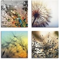 Artland Leinwandbild Pusteblume,Nahaufnahme L&ouml;wenzahn, Blumen (4 St), 4er Set,
