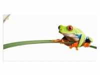 Artland Wandbild Frosch auf einem Blatt, Wassertiere (1 St), als Alubild,