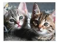 Artland Wandbild Katze, Haustiere (1 St), als Alubild, Outdoorbild,...
