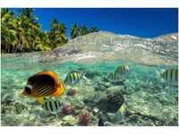 PaperMoon Unterwasser-Welt-Fische Koralle See Meer Palmen Dünen 500 x 280 cm