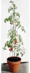 Bellissa Rankhilfe Bellissa Tomatenturm 120cm 120 cm hoch