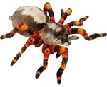 Spinne - Nature Zoom Wild