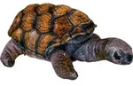 Schildkr&ouml;te Nature Zoom Wild