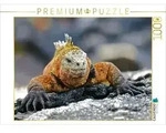 CALVENDO Puzzle Gal&aacute;pagos-Meerechse 1000 Teile Lege-Gr&ouml;&szlig;e 64x48cm...