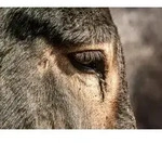 CALVENDO Puzzle Silberfarbener Augenring des Bulgarischer Gro&szlig;esels 1000 Teile