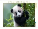 CALVENDO Puzzle Bambus und Panda - zwei, die zusammen geh&ouml;ren 1000 Teile
