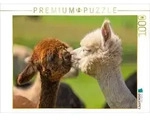 CALVENDO Puzzle Alpakafohlen 1000 Teile Lege-Gr&ouml;&szlig;e 64x48cm Foto-Puzzle f&uuml;r