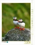 CALVENDO Puzzle Ein Motiv aus dem Kalender Naturerlebnis Puffin 2000 Teile