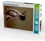 Rocky - Franz&ouml;sische Bulldogge, 16 Wochen (Puzzle)