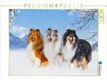 CALVENDO Puzzle Drei Collie-Prachtr&uuml;den 2000 Teile Lege-Gr&ouml;&szlig;e 90x67cm...