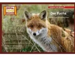 Der Fuchs / Kamishibai Bildkarten