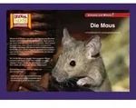 Die Maus / Kamishibai Bildkarten
