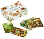 Das Ernst-Haeckel-Memo-Spiel