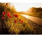 CALVENDO Puzzle Mohnblumen am Radweg zwischen He&szlig;dorf und Gro&szlig;enseebach 2000...