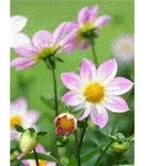 CALVENDO Puzzle Dahlien 1000 Teile Lege-Gr&ouml;&szlig;e 64 &times; 48 cm Foto-Puzzle f&uuml;r