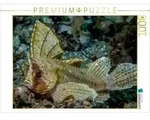 CALVENDO Puzzle Schaukelfisch 1000 Teile Lege-Gr&ouml;&szlig;e 64 &times; 48 cm Foto-Puzzle...