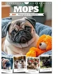 MOPS Pfotengl&uuml;ck in Faltenform (Wandkalender 2027 DIN A4 hoch), CALVENDO