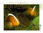 CALVENDO Puzzle Nemos in ihrem gr&uuml;nen Zuhause 1000 Teile Lege-Gr&ouml;&szlig;e 64 &times; 48...