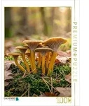 CALVENDO Puzzle Pilz Portr&auml;t Trompetenpfifferling 1000 Teile Lege-Gr&ouml;&szlig;e 64...