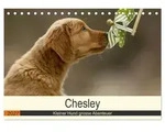 Chesley Kleiner Hund grosse Abenteuer (Tischkalender 2027 DIN A5 quer), CALVENDO