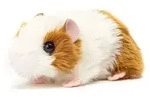 Meerschweinchen gold/wei&szlig; 18 cm