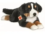Berner Sennenhund liegend