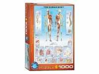Eurographics 6000-1000 - Der menschliche Körper , Puzzle, 1.000 Teile