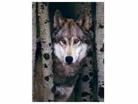 Eurographics 6000-1244 - Gray Wolf , Puzzle, 1.000 Teile