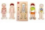 Schichtenpuzzle Anatomie Junge