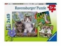 Ravensburger 08046 - Süße Samtpfötchen, Katzen, Katzenkinder, Kitten, Puzzle,