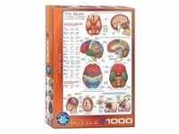 Eurographics 6000-0256 - Das Gehirn , Puzzle, 1.000 Teile