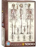 The Skeletal System