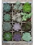 Puzzle Ravensburger Green Moment 300 Teile