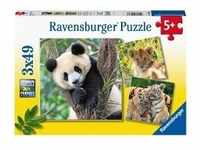 Ravensburger 05666 - Panda, Tiger und Löwe, Kinderpuzzle mit Mini-Poster, 3x49 Teile