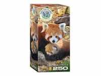 Eurographics 8251-5557 - Rote Pandas , Puzzle, 250 Teile